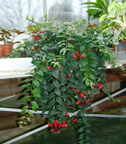 اسکینانتوس